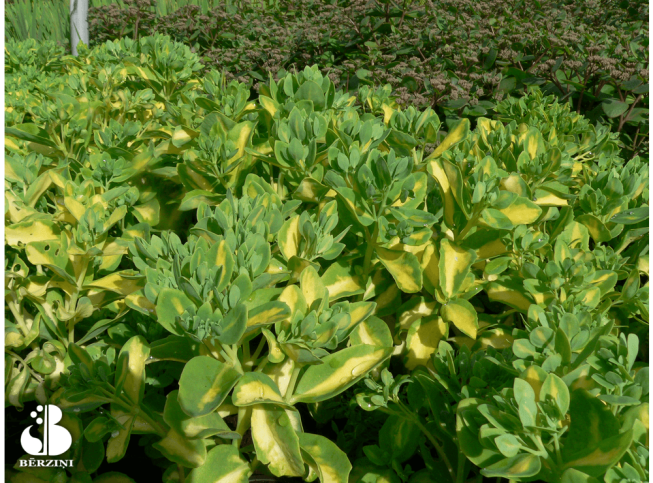 Sedum sieboldii   'Mediovariegatum'